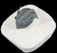 Detailed, Metacanthina (Asteropyge) Trilobite - Lghaft #48481-1